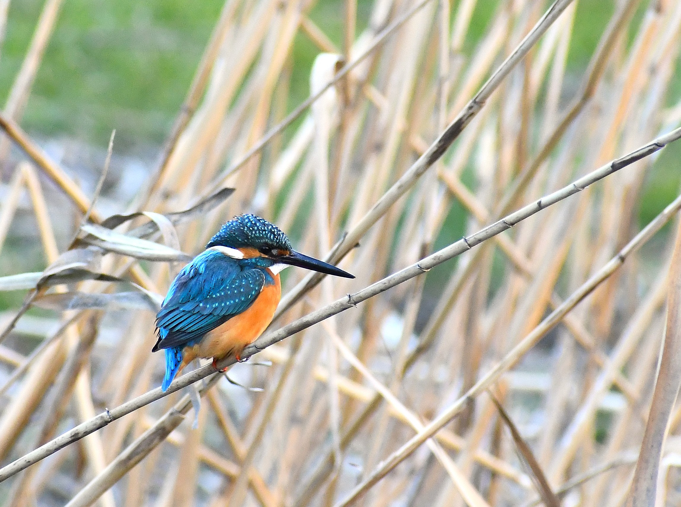 写真展　旧芝川の野鳥たち